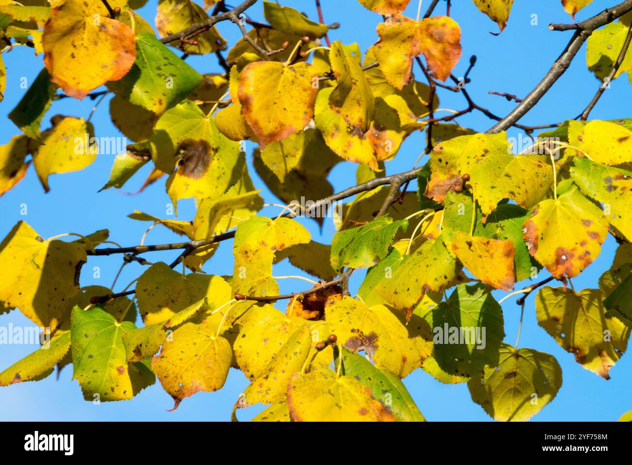 Feuillage Little-Leaf Linden automne saison automnale octobre, jour ensoleillé Soleil Météo ciel bleu Banque D'Images