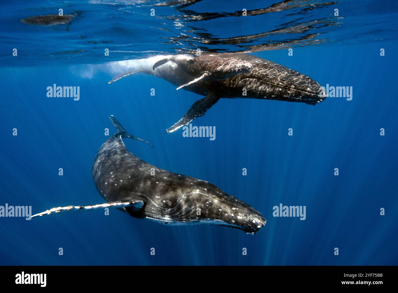 Baleine à bosse (Megaptera novaeangliae) nageant sous l'eau avec son veau, Vava'u, Tonga Banque D'Images