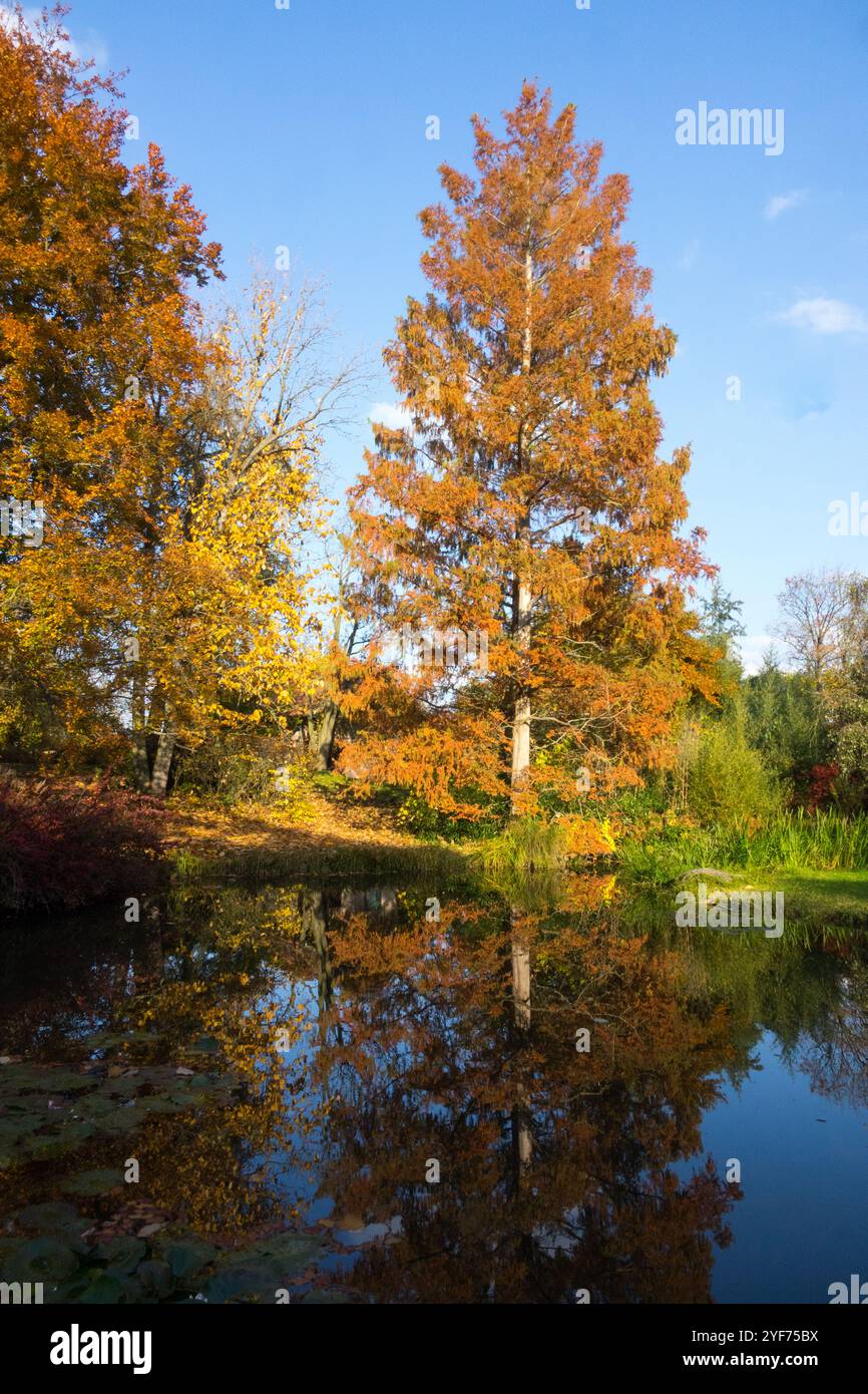 Dawn Redwood Tree Metasequoia glyptostroboides dans le soleil d'automne Banque D'Images