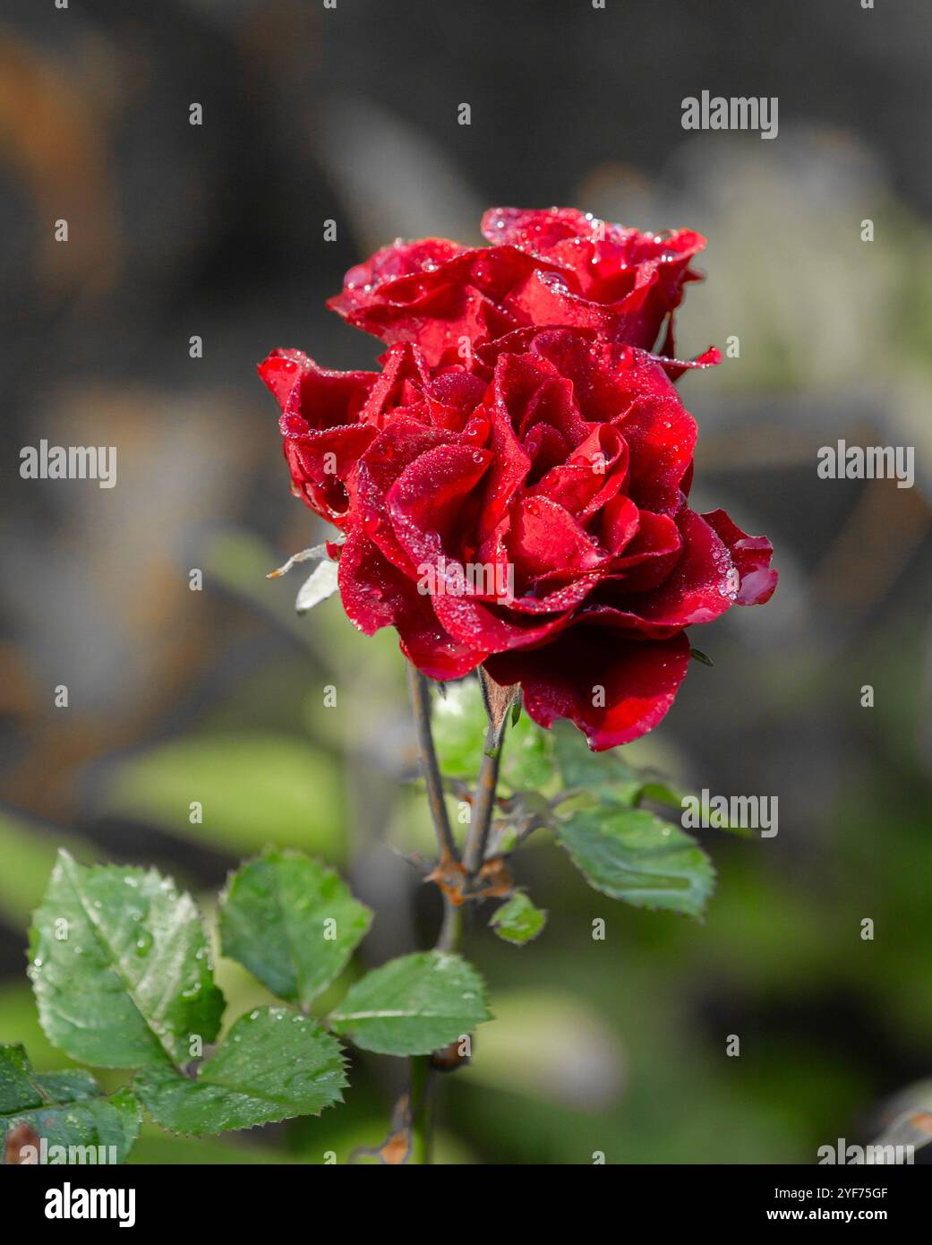 Rose miniature rouge (rose pygmée, rose de chine) fleurs couvertes de gouttes de rosée. Banque D'Images