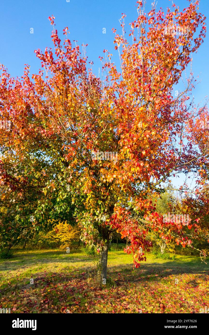 Pyrus betulifolia arbre d'automne octobre dans le jardin, ciel bleu jour ensoleillé Banque D'Images