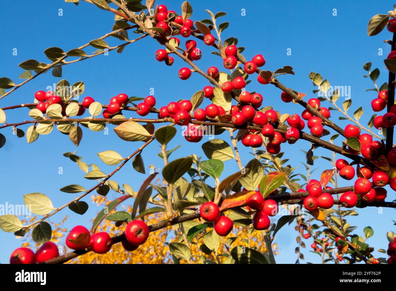 Black-Wood Cotoneaster racemiflorus baies rouges d'automne Banque D'Images