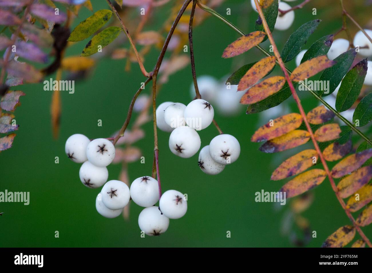 Sorbus eburnea baies Un arbuste à feuilles caduques à croissance lente Banque D'Images