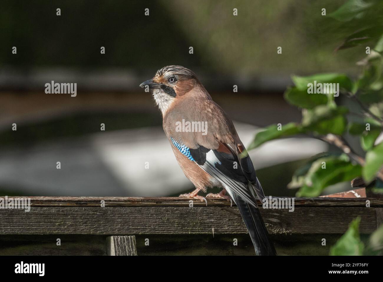 Un Jay eurasien (Garrulus glandarius, jay, gland) sur une clôture de jardin. Banque D'Images