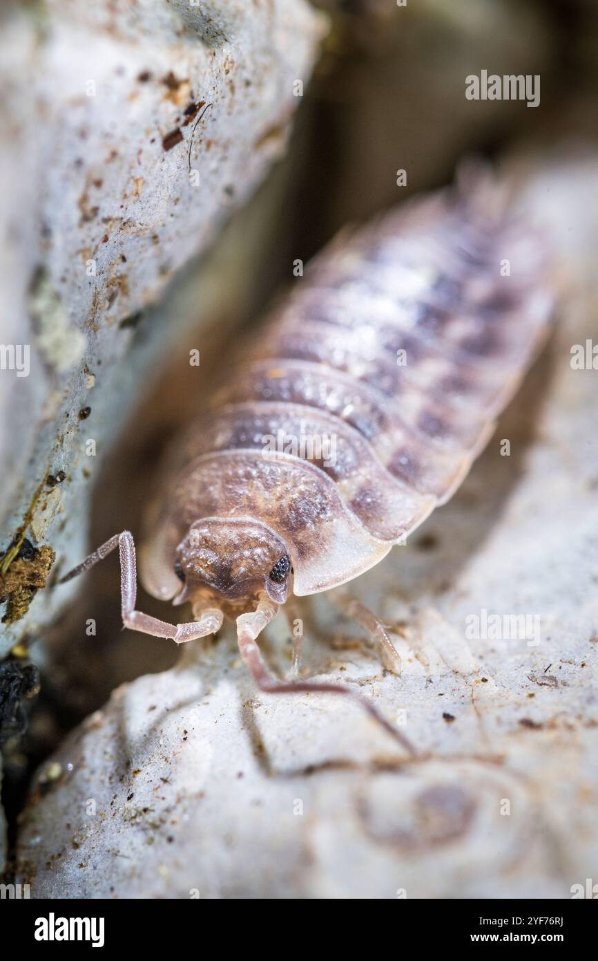 Lustre commun (Oniscus asellus), répandu en Europe occidentale et septentrionale Banque D'Images