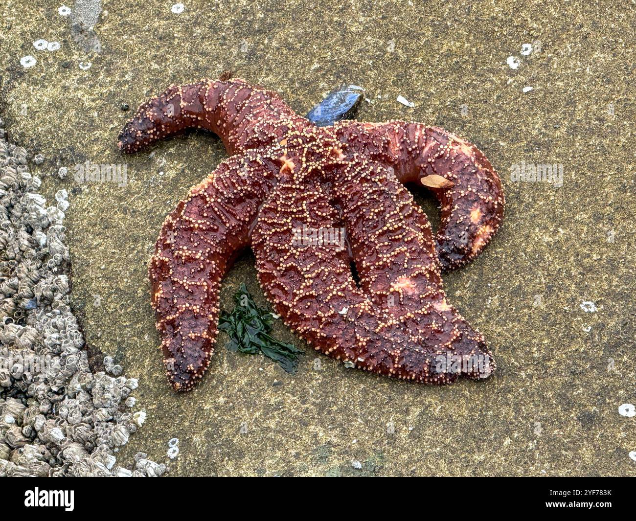 Gros plan d'une étoile de mer violette sur un rocher de grès à marée basse, Colombie-Britannique, Canada Banque D'Images
