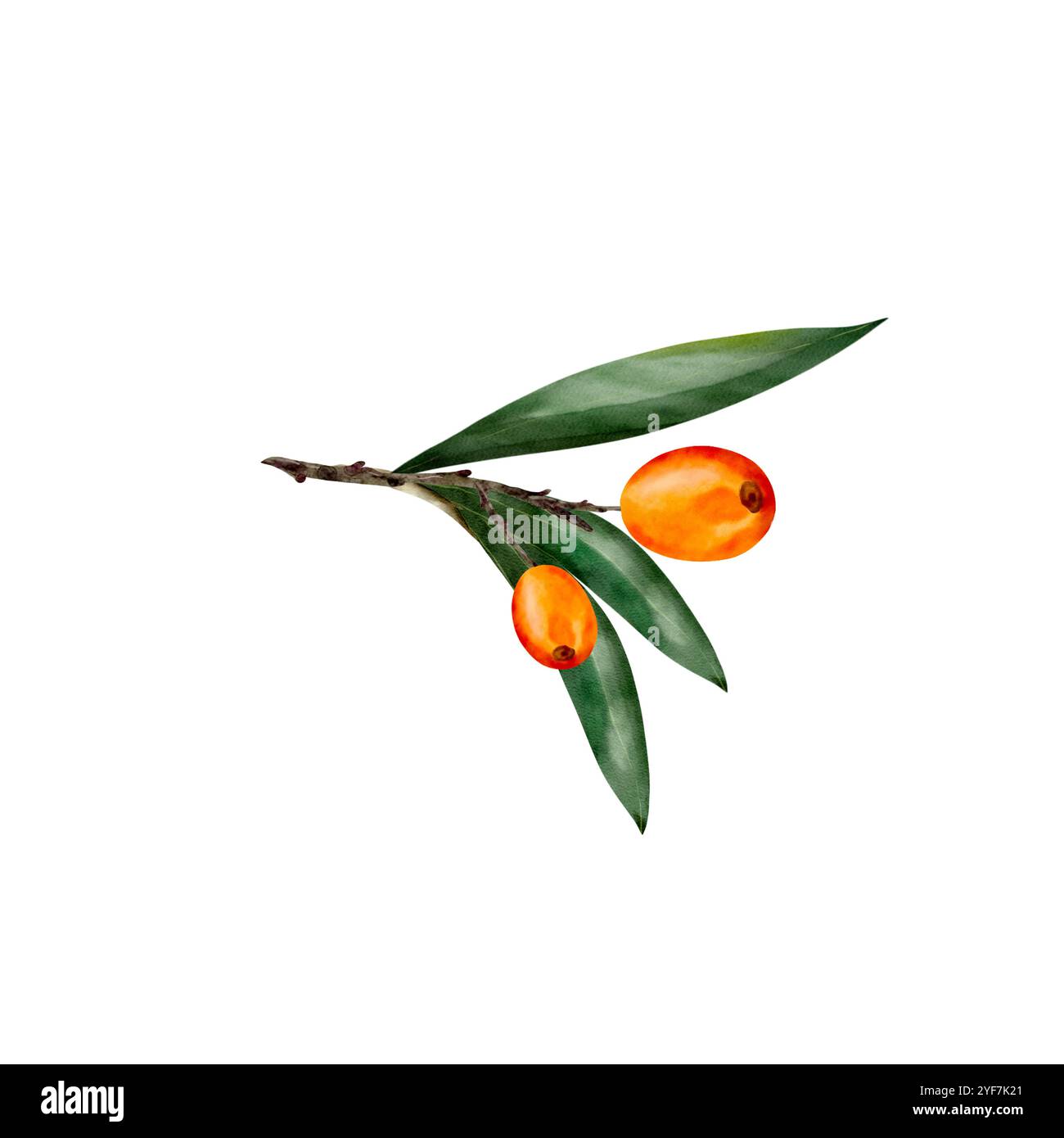 Aquarelle d'argousier, baies peintes juteuses et brindilles dans un style réaliste à la main. Eléments isolés sur fond blanc. Banque D'Images