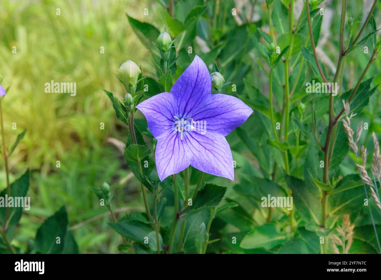 Platycodon grandiflorus en jardinage. Fleurs de ballon. Médecine fleurs sauvages dans les prairies. Cottage jardin. Banque D'Images