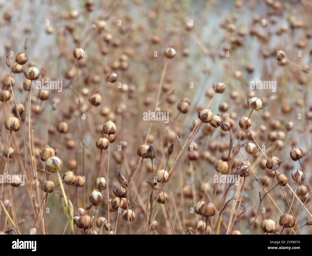 Sur le terrain, le lin commun montre ses capsules de graines sèches. Utilisation agricole du lin pour la fibre. Huile de lin extraite de ces plantes. Linum u cultivé Banque D'Images