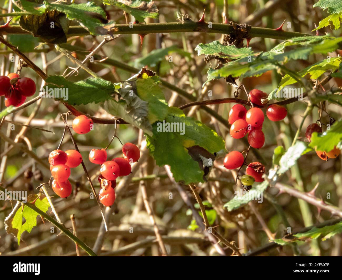 Dioscorea communis ou Tamus communis baies translucides rouge vif. Bryony noir, Lady's-Seal ou plante de libellule noire. Banque D'Images