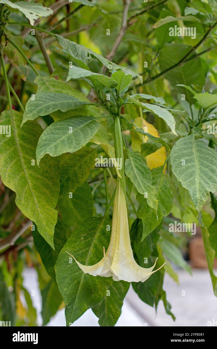 Brugmansia suaveolens fleur et feuilles. Brésil ange blanc trompette fleur blanche et feuillage. Larmes d'ange ou ornement fleuri de trompette d'ange enneigé Banque D'Images