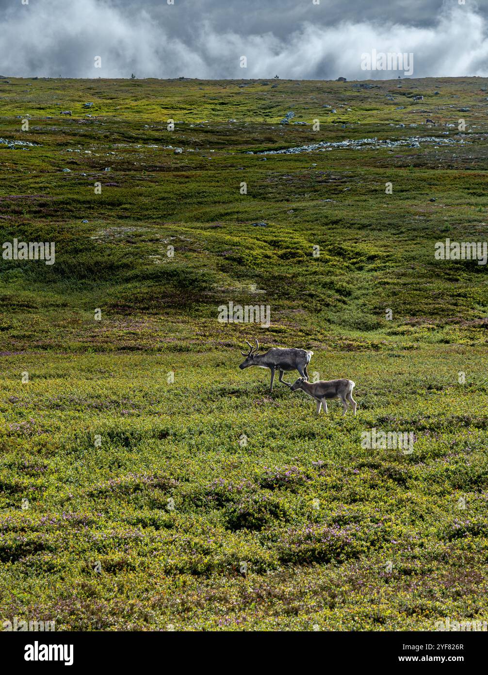 La vache renne de montagne et son veau errent librement à travers le vaste paysage d'Idre Dalarna, en Suède, dans leur habitat naturel sous un ciel nuageux dramatique Banque D'Images