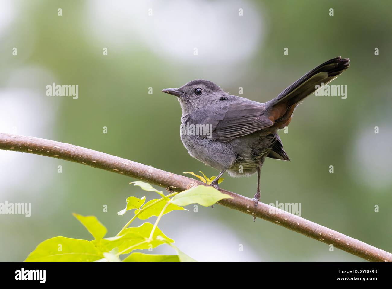 Oiseau à chat gris (Dumetella carolinensis) Banque D'Images