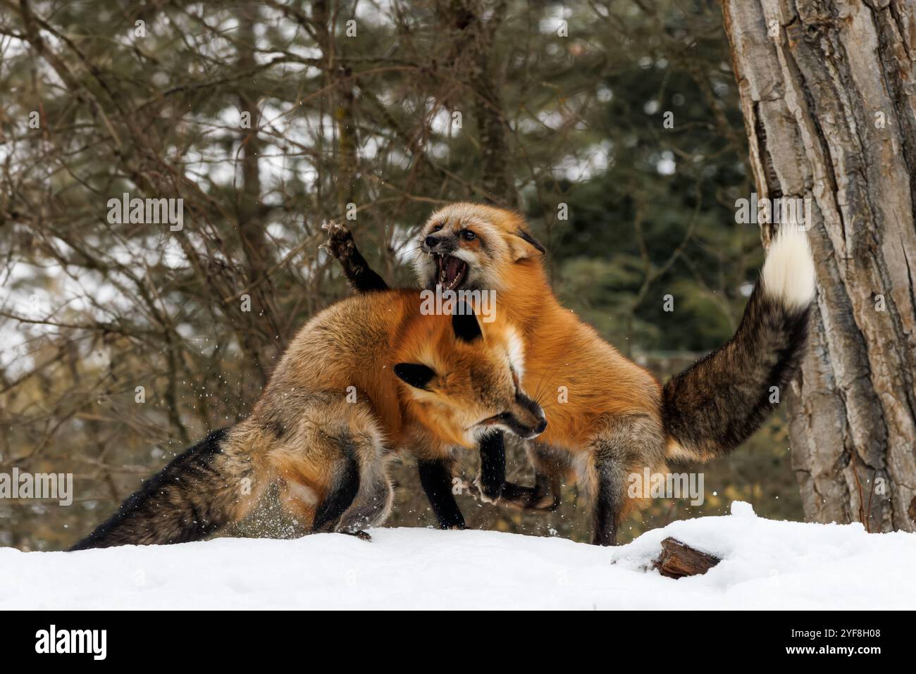 Le renard roux est le plus grand des vrais renards et l'un des plus répandus dans tout l'hémisphère Nord. Banque D'Images