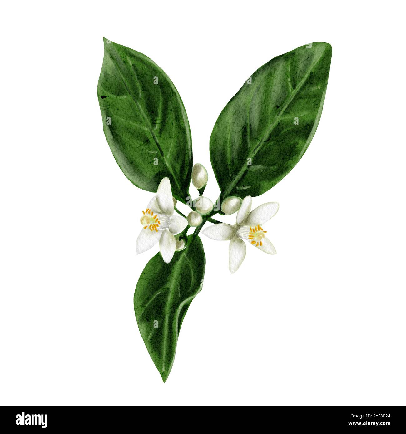 Une brindille d'un oranger. Fleurs et bourgeons d'agrumes. Fleurs blanches de citron, orange, citron vert et mandarine. Illustration aquarelle. Non Banque D'Images