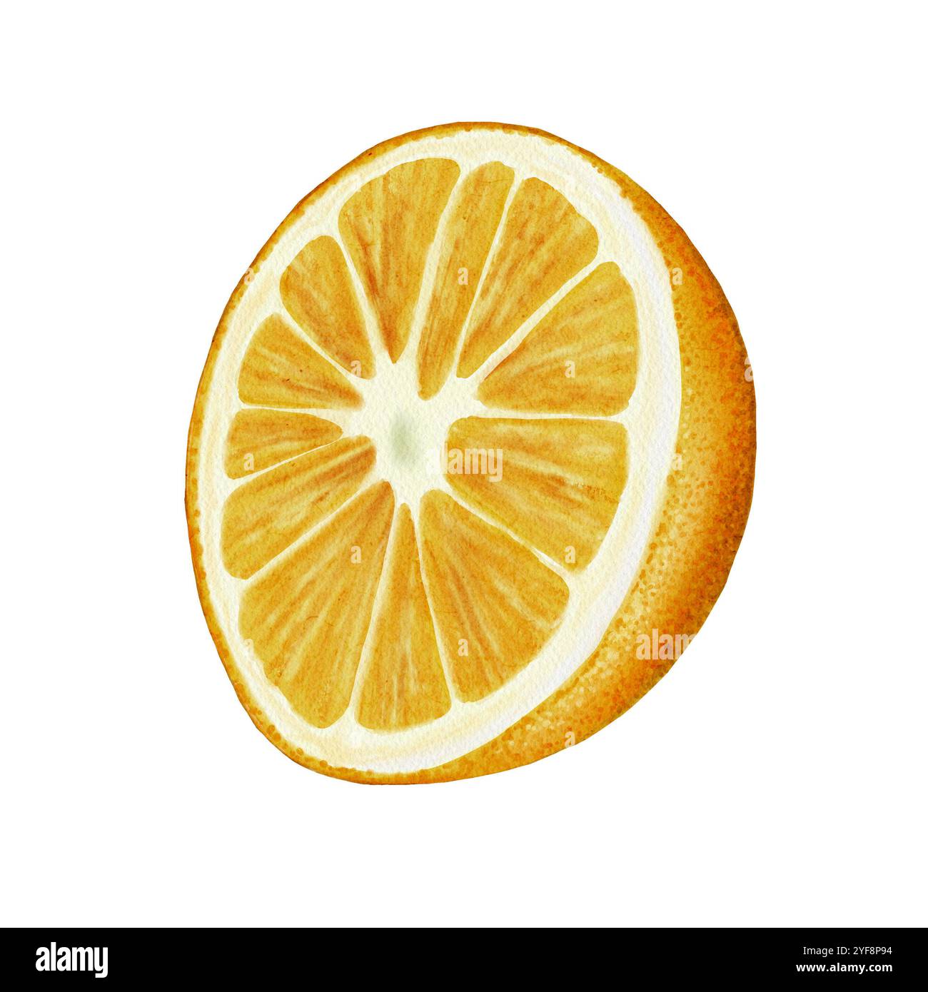 L'orange est coupée en deux. Fruits orange juteux. La structure et la structure de l'orange sont visibles. Décor d'emballage de jus ou de cosmétiques. Aquarelle Banque D'Images