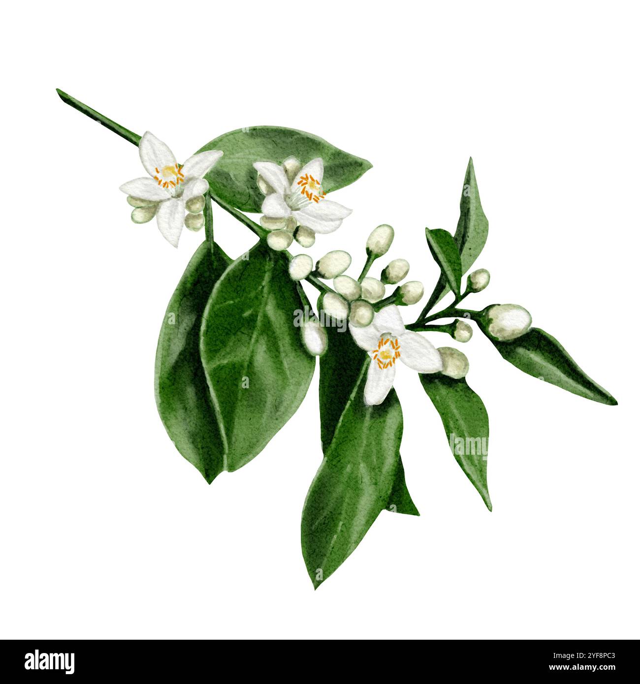 Une brindille d'un oranger. Fleurs et bourgeons d'agrumes. Fleurs blanches de citron, orange, citron vert et mandarine. Illustration aquarelle. Non Banque D'Images