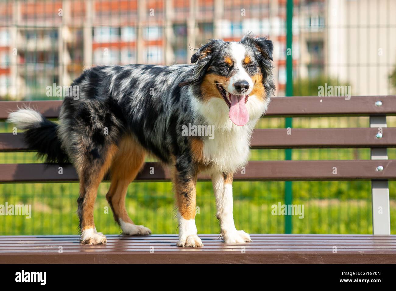 Chien berger australien assis sur un banc dans la cour Banque D'Images