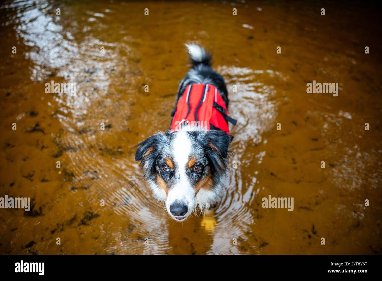 Heureux berger australien avec gilet de sauvetage se tient dans l'eau, rivière Banque D'Images