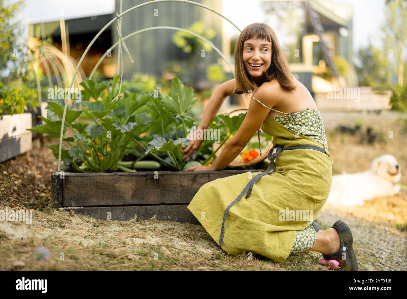 Femme récolte les courgettes dans son jardin écologique Banque D'Images