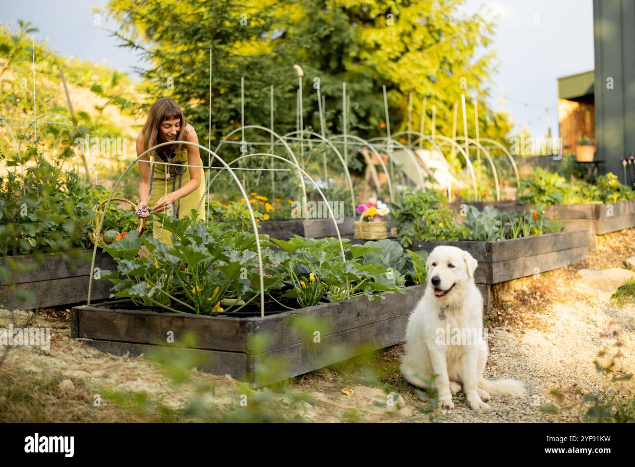 Femme récolte des légumes dans son jardin écologique, avec son chien assis à proximité Banque D'Images