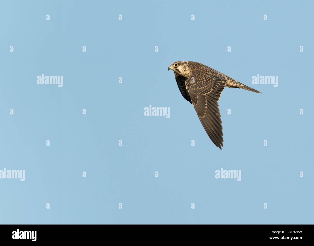 Un jeune faucon pèlerin (Falco peregrinus) en vol contre un ciel bleu, Norfolk Banque D'Images