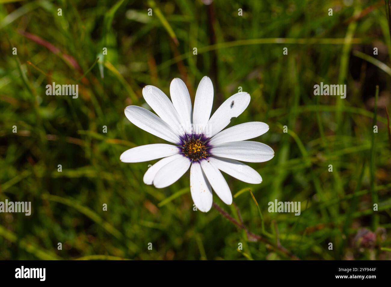 Deux fleurs de la Marguerite africaine blanche commune (Dimorphtotheca pluvialis) Dans un habitat naturel près de Darling dans le Cap occidental De l'Afrique du Sud Banque D'Images Deux fleurs de la Marguerite africaine blanche commune (Dimorphtotheca pluvialis) Dans un habitat naturel près de Darling dans le Cap occidental De l'Afrique du Sud Banque D'Images
