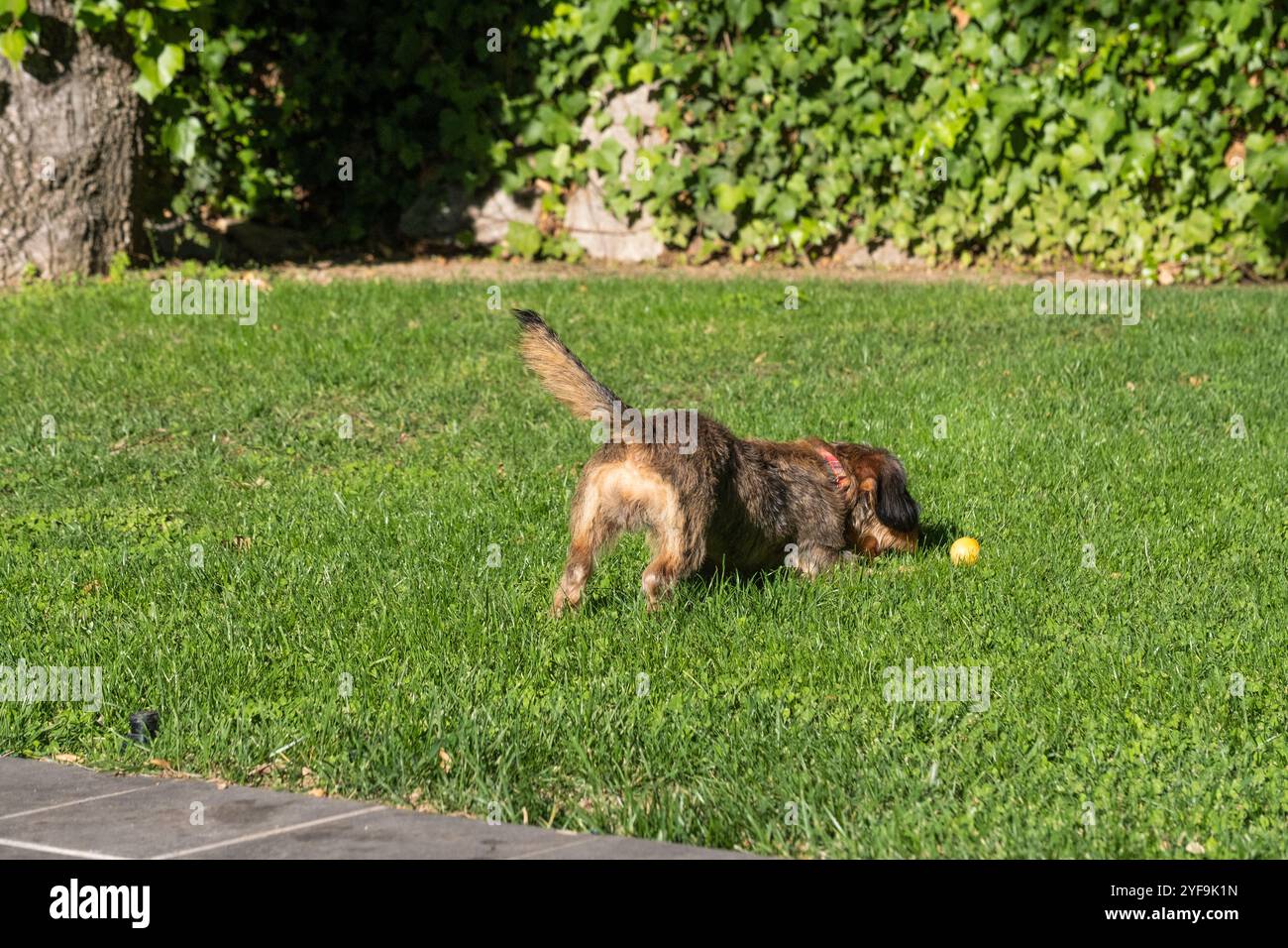 Un petit chien terrier teckel de race pure joue avec une balle jaune. Il est dans un jardin avec une pelouse verte et bien entretenue par une journée ensoleillée. Banque D'Images