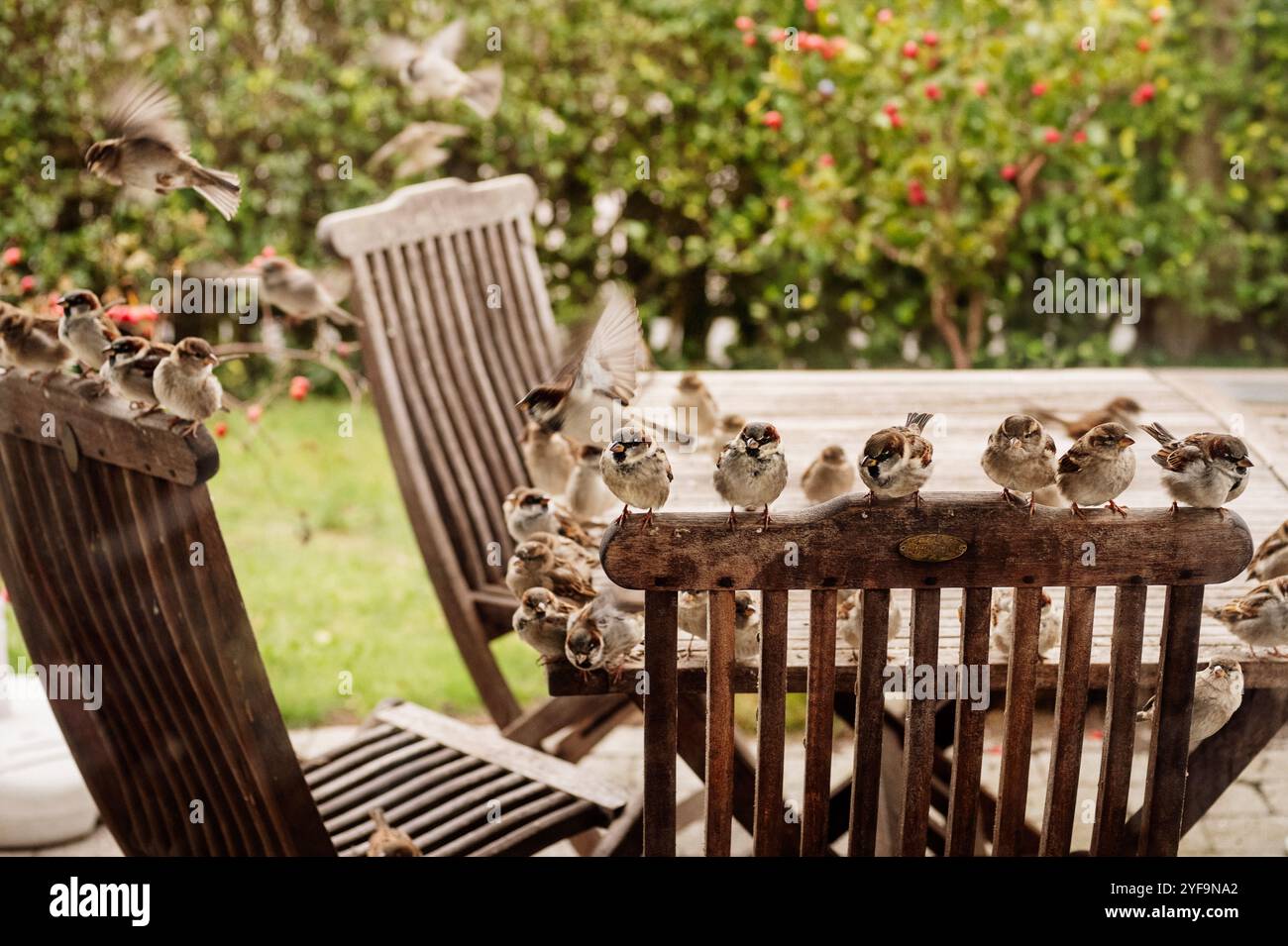 Gros plan de moineaux perchés sur une chaise et une table dans la cour avant Banque D'Images