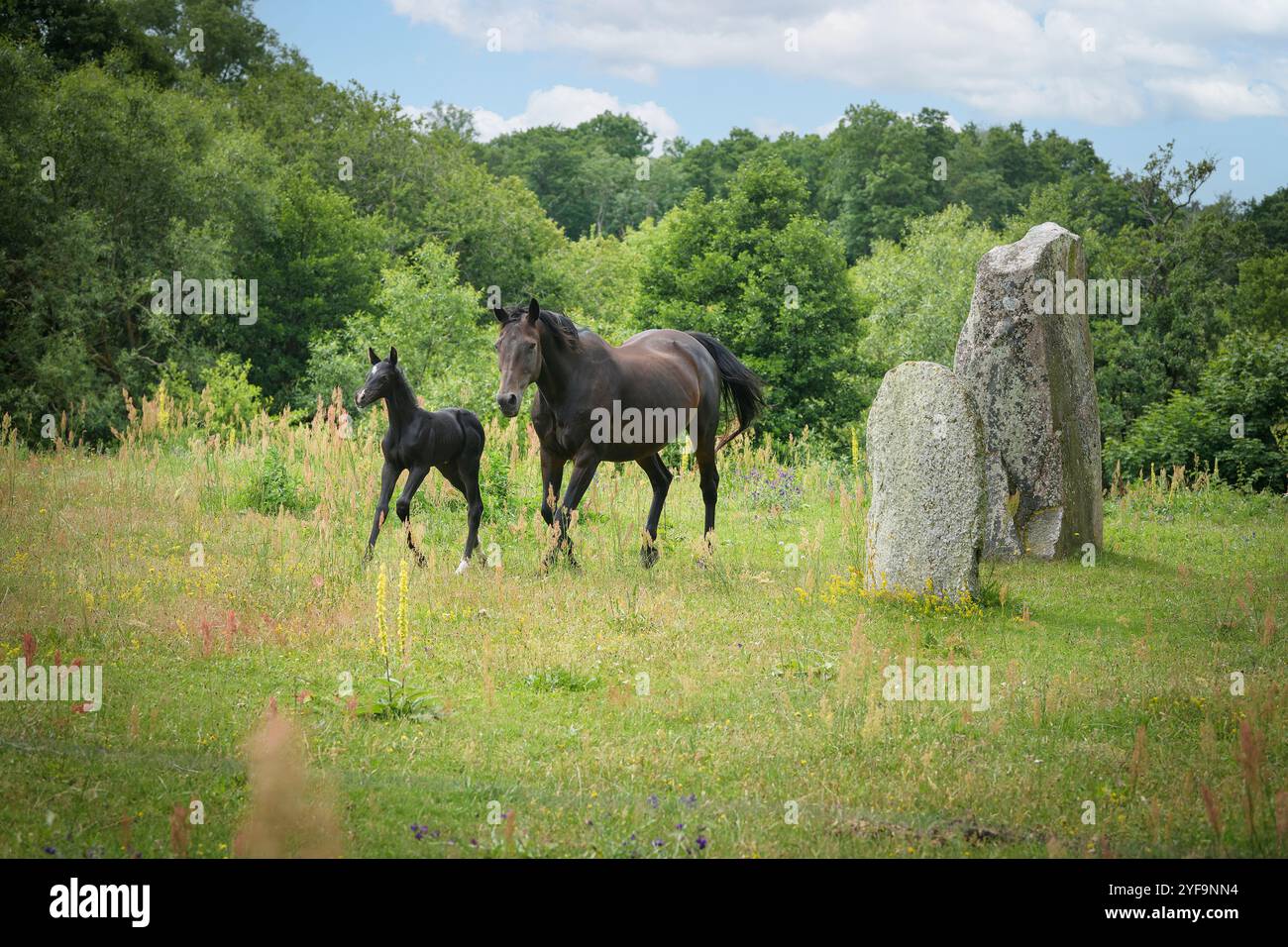 Mare Quarter Horse courir avec poulain sur la prairie Banque D'Images
