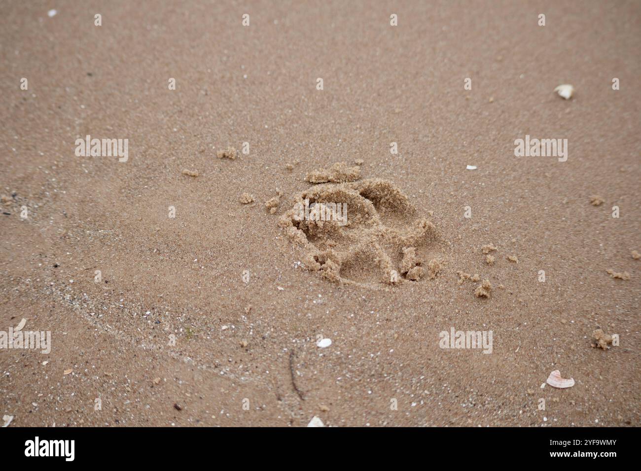 empreinte animale dans le sable Banque D'Images
