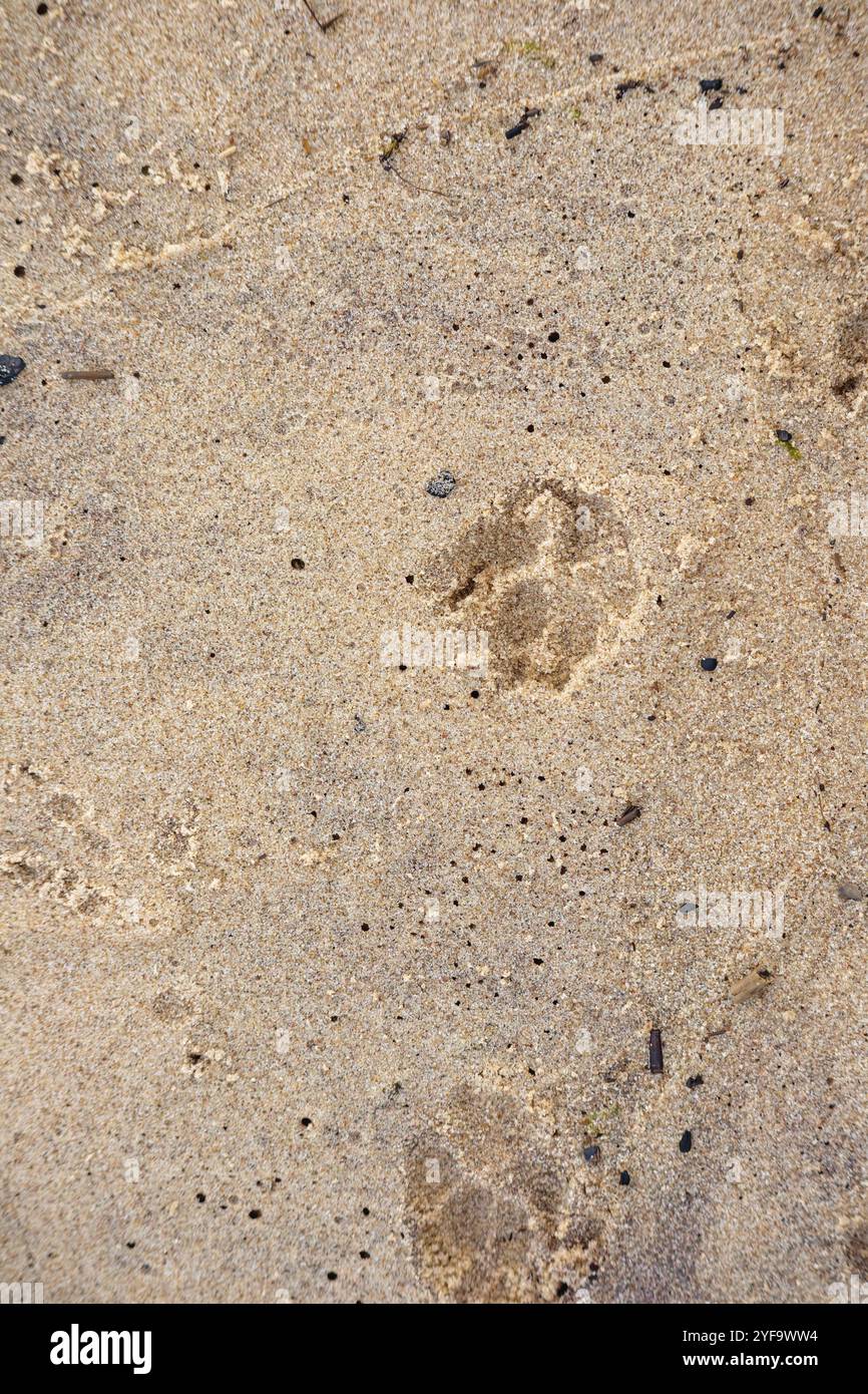 empreinte animale dans le sable Banque D'Images