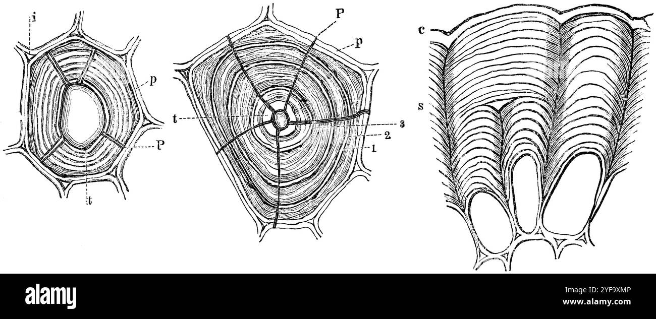 Section transversale d'une cellule médullaire de Clematis vitalba , p peau primaire , t) est la couche la plus interne de l'enveloppe cellulaire , P) canal poreux , i) espace intercellulaire (à gauche) ; Bastzelle de la tribu d'Urania guanesis avec plusieurs couches de complexes (1, 2, 3 , t) et canaux poreux simples P ; p) membrane primaire d'une cellule adjacente (centre) ; section longitudinale à travers des cellules épidermiques épaissiguées d'un côté (Viscum album). S ) épaississement des couches ; c ) cuticule (droite), album Viscum, anonym (livre de botanique, 1875), Querschnitt einer Markzelle von Clematis vitalba, p primäre Haut, t) innerste Schic Banque D'Images