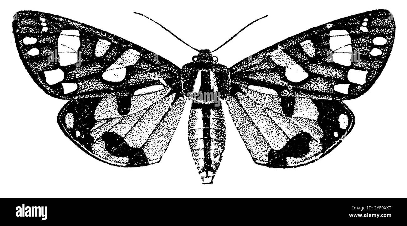 Tigre écarlate, Callimorpha dominula, (encyclopédie, 1892), Schönbär, écaille rouge Banque D'Images