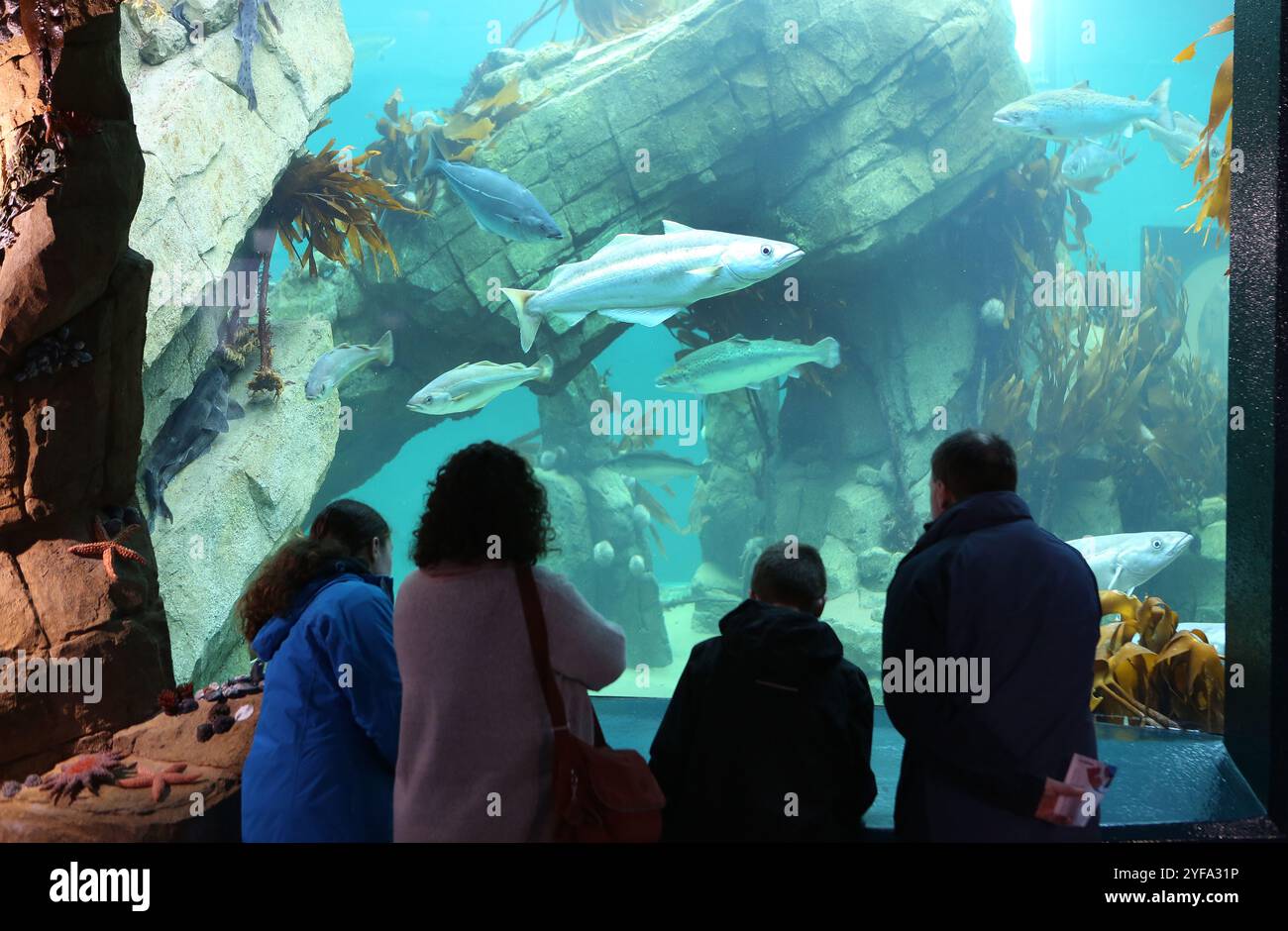 Les gens de l'aquarium marin Macduff, Macduff, Aberdeenshire, Écosse Banque D'Images