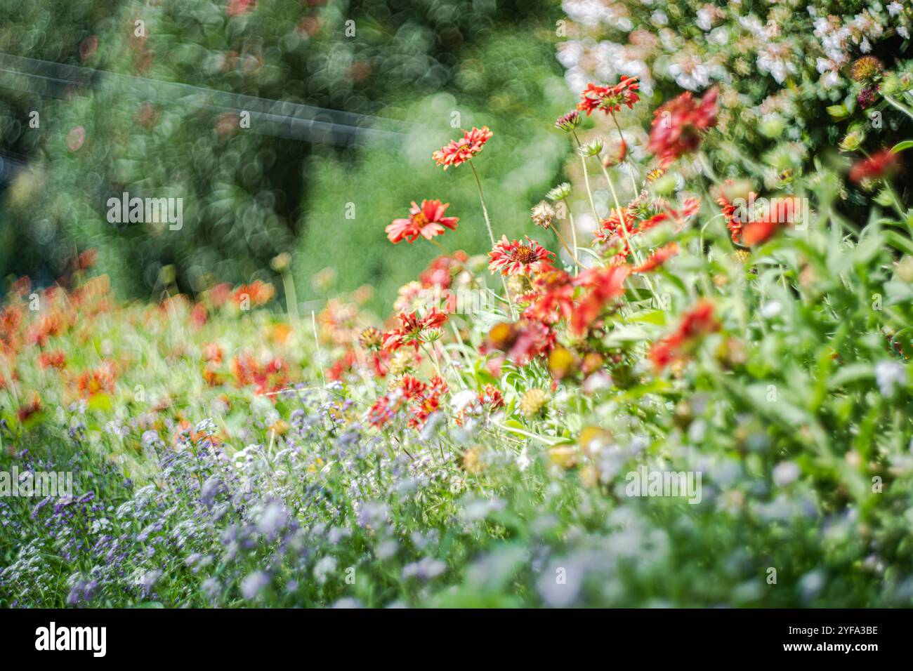 fleurs d'éneezeweed dans le jardin d'automne Banque D'Images