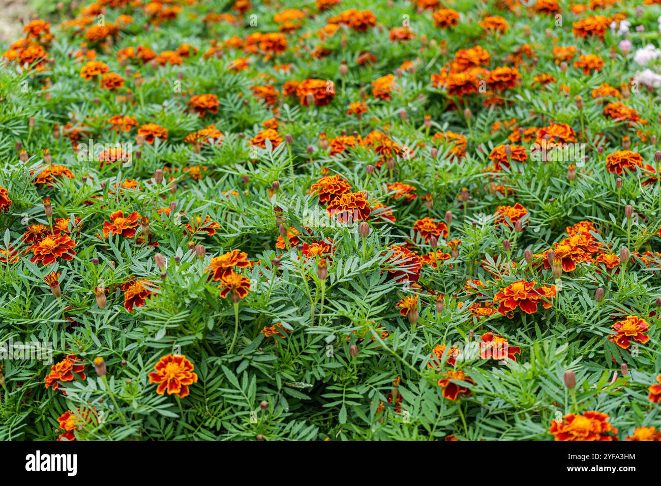 Fleurs de souci rouge vif dans le jardin Banque D'Images