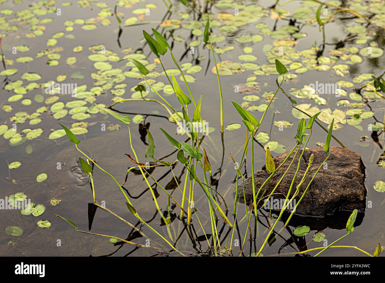 Des nénuphars flottant dans l'eau du lac Banque D'Images