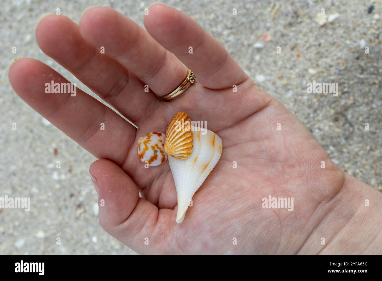 Main tenant trois petits coquillages sur fond de plage de sable Banque D'Images