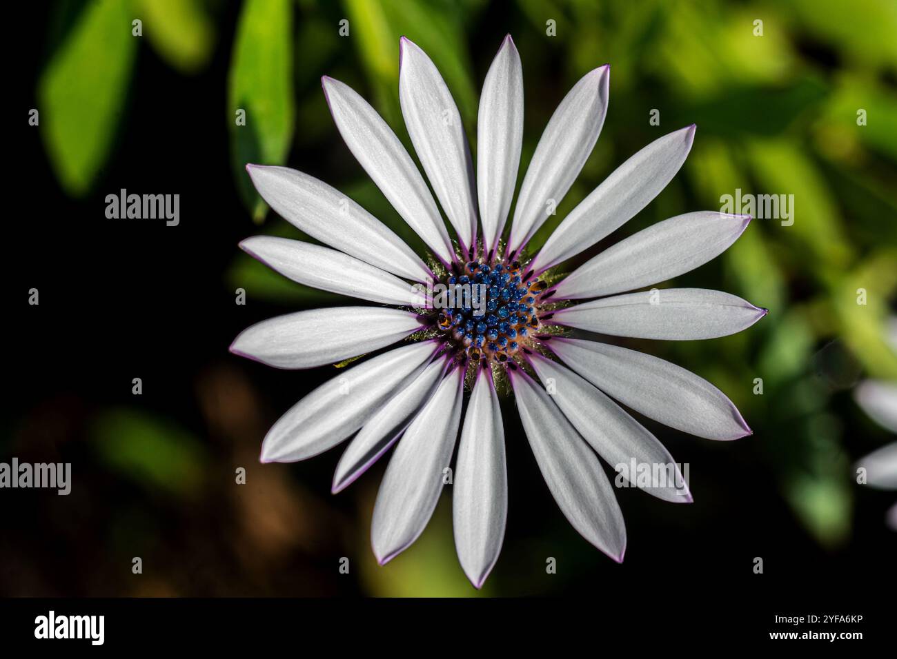 Cape Rain-Daisy ( Dimorphotheca pluvialis ) - Kampala Ouganda Banque D'Images