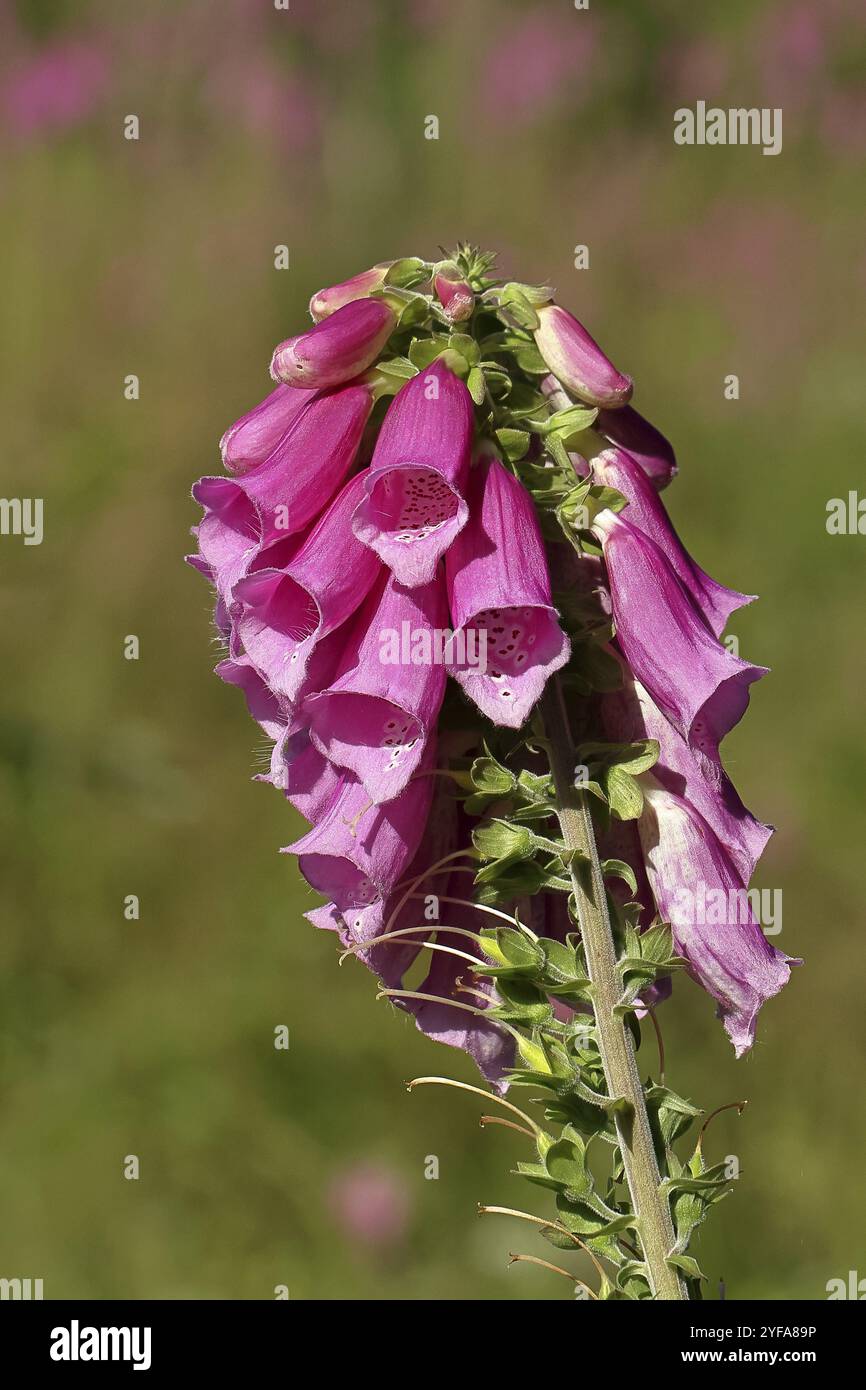 Gant de foxglove commun (Digitalis purpurea), fleurs, de la famille des plantains, plante toxique, toxique et toxique mortelle, Wilnsdorf, Rhénanie du Nord-Westphalie, Germ Banque D'Images