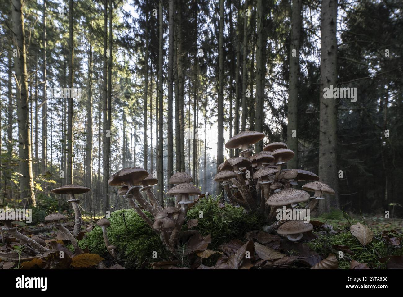 Armillaria polymyces (Armillaria ostoyae) dans la forêt, Emsland, basse-Saxe, Allemagne, Europe Banque D'Images