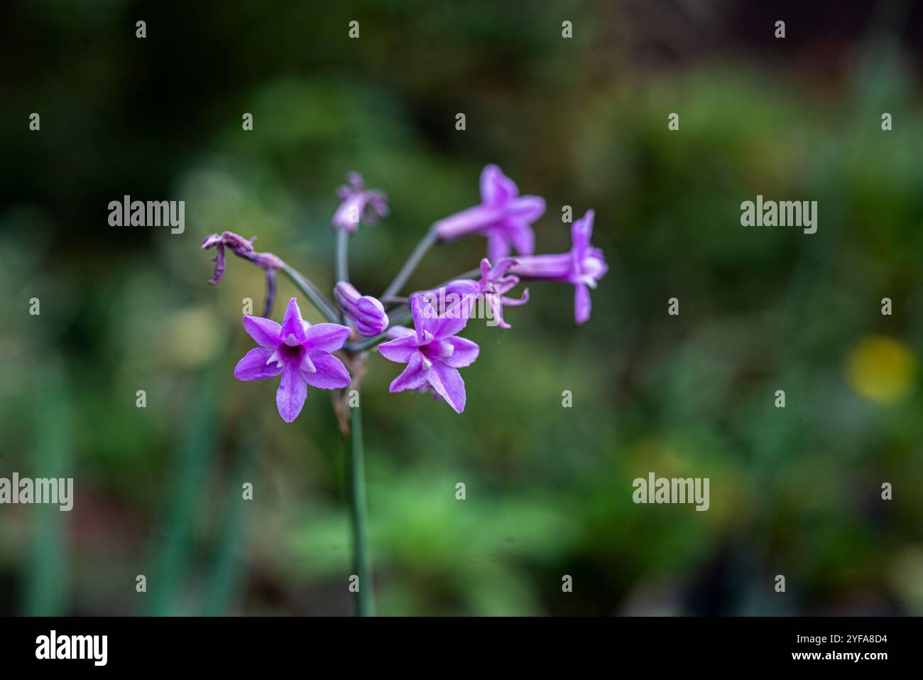 Société ail ( Tulbaghia violacea ) - Kampala Ouganda Banque D'Images