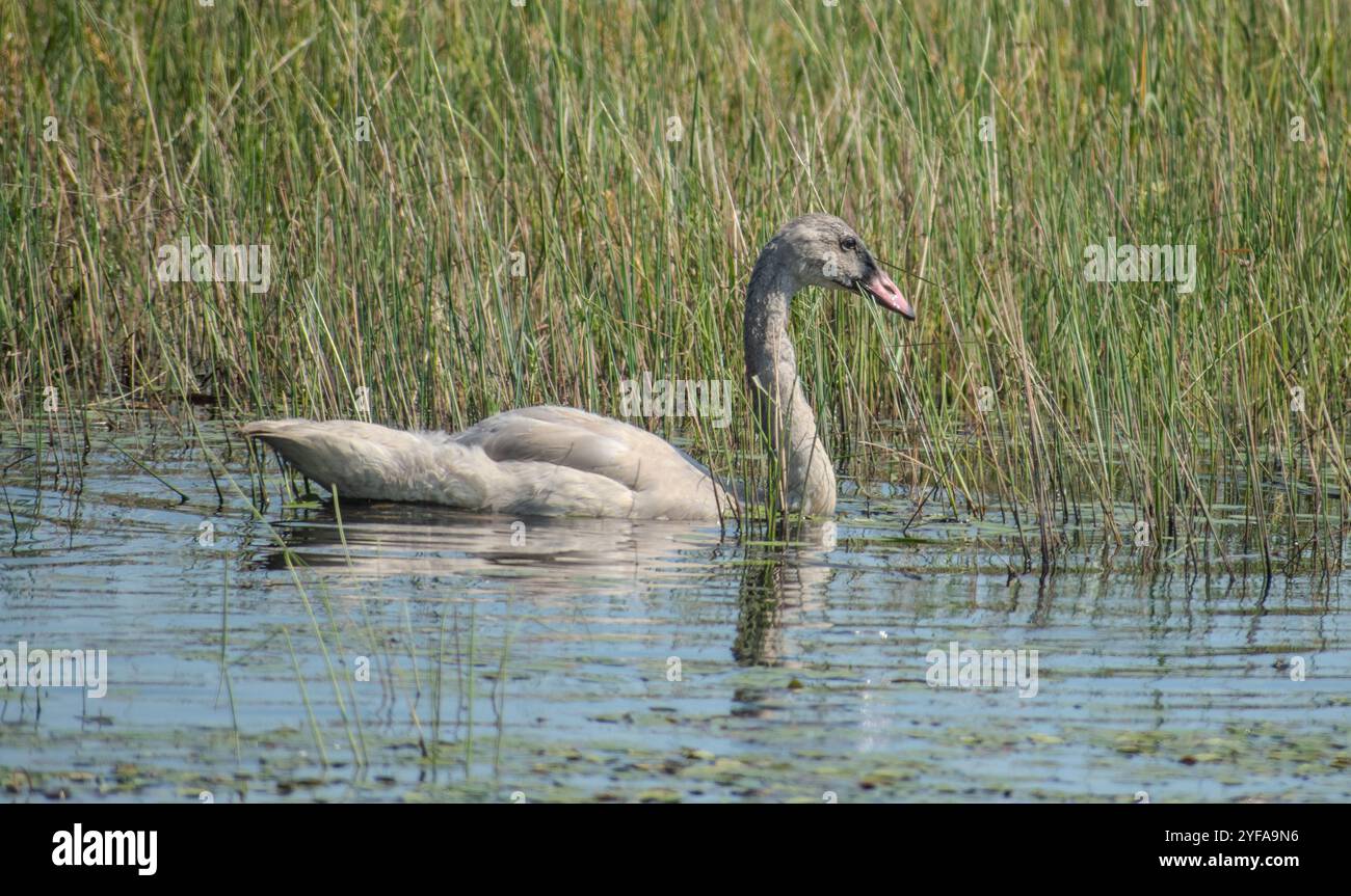 Jeune cygne nageant parmi les roseaux Banque D'Images