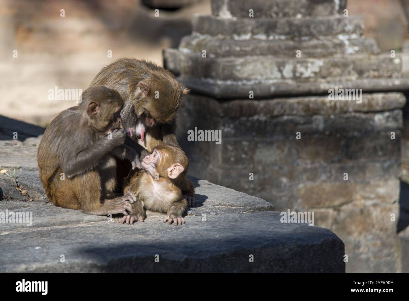 Famille des singes tenant un bébé dans un temple sacré au Népal Banque D'Images Famille des singes tenant un bébé dans un temple sacré au Népal Banque D'Images