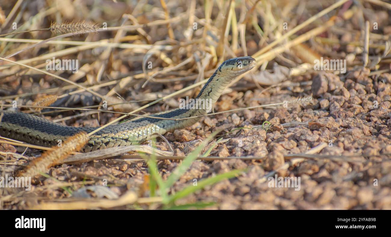 serpent avec sa tête levée parmi l'herbe sèche et les rochers Banque D'Images