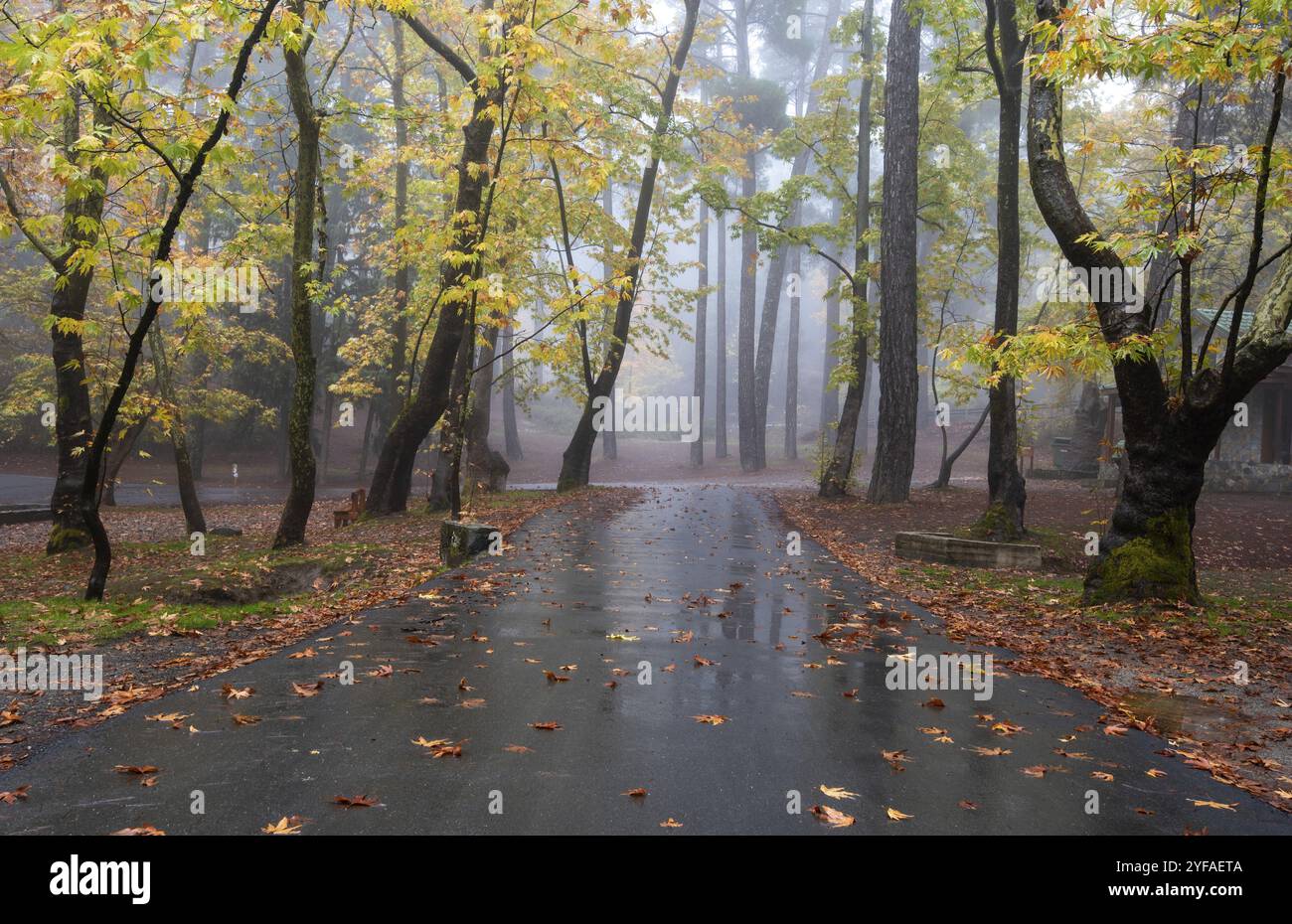 Route vide en automne avec des arbres et des feuilles sur le sol après la pluie. Automne paysage tranquille dans la forêt. Montagnes Troodos Chypre. Paysages d'automne Banque D'Images