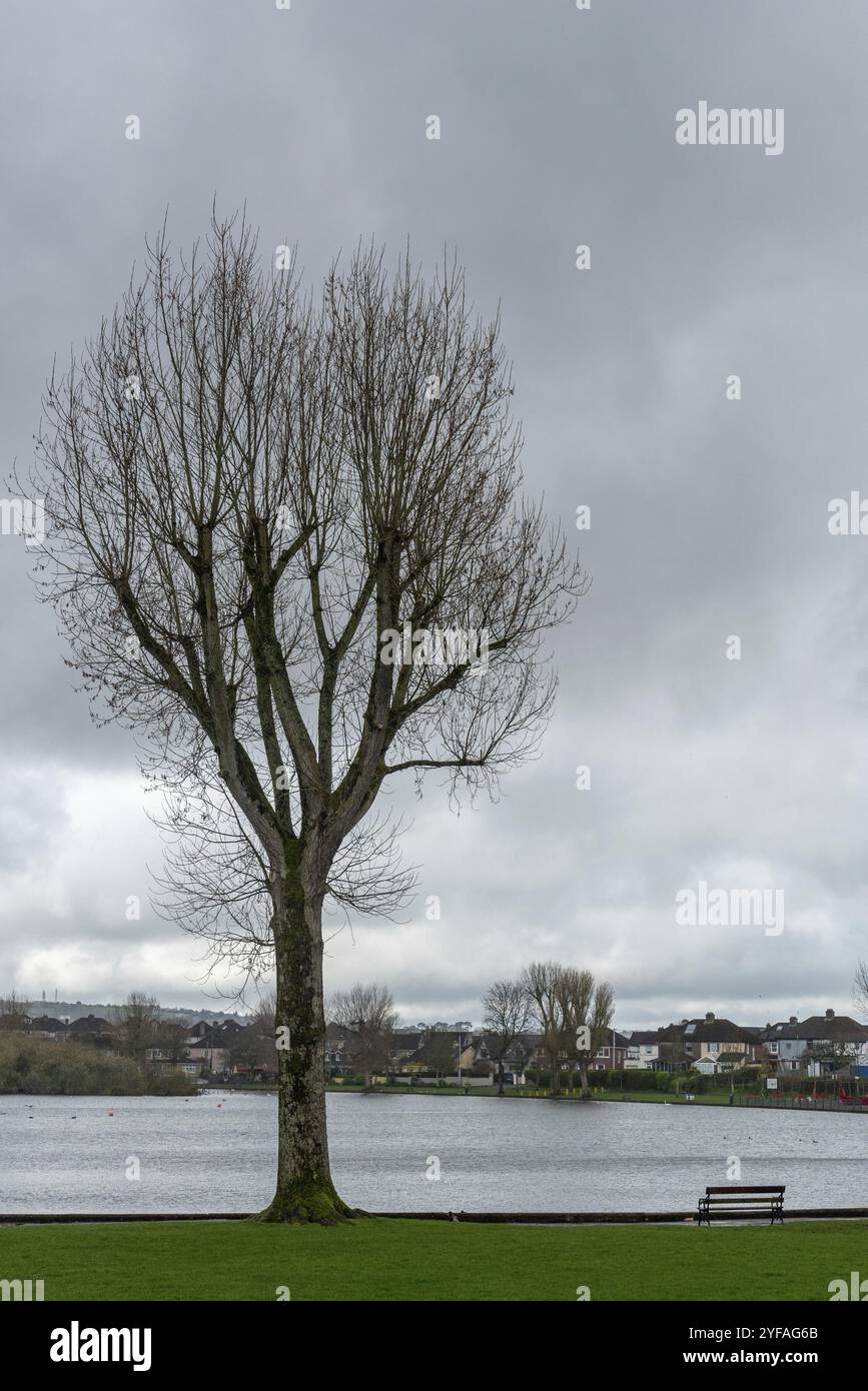 Grand arbre sec au bord du lac dans le parc public. Ciel nuageux. Cork Lough Pond Irlande Banque D'Images