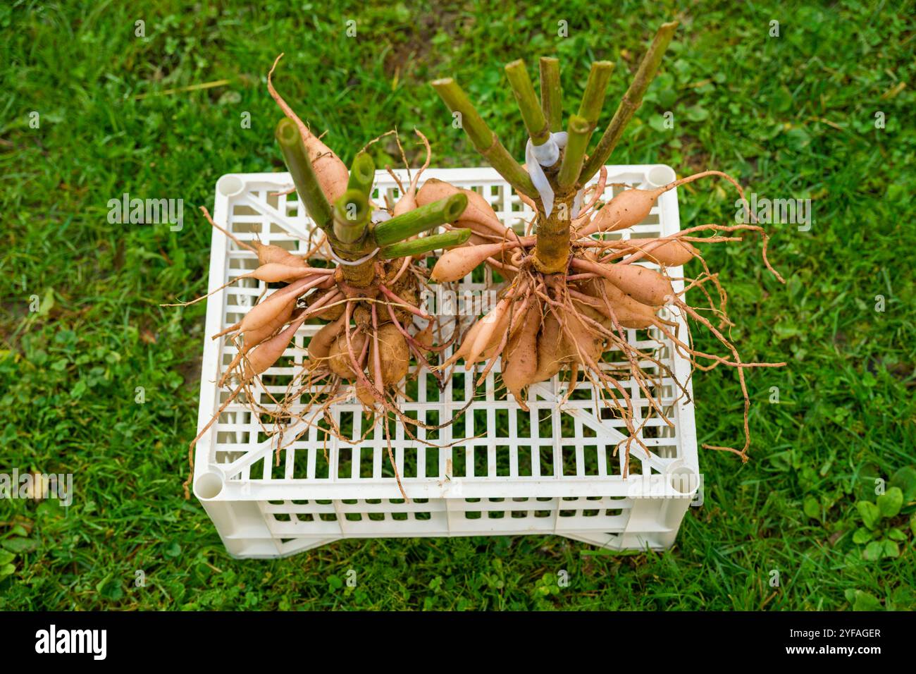 Tubercules de dahlia soulevés et lavés séchant sous le soleil d'automne de l'après-midi avant le stockage hivernal. Travaux de jardinage d'automne. Tubercules de dahlia hivernant. Banque D'Images