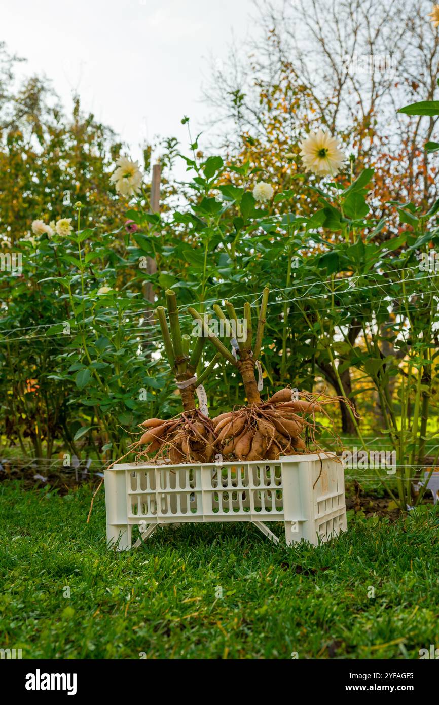 Tubercules de dahlia soulevés et lavés séchant sous le soleil d'automne de l'après-midi avant le stockage hivernal. Travaux de jardinage d'automne. Tubercules de dahlia hivernant. Banque D'Images